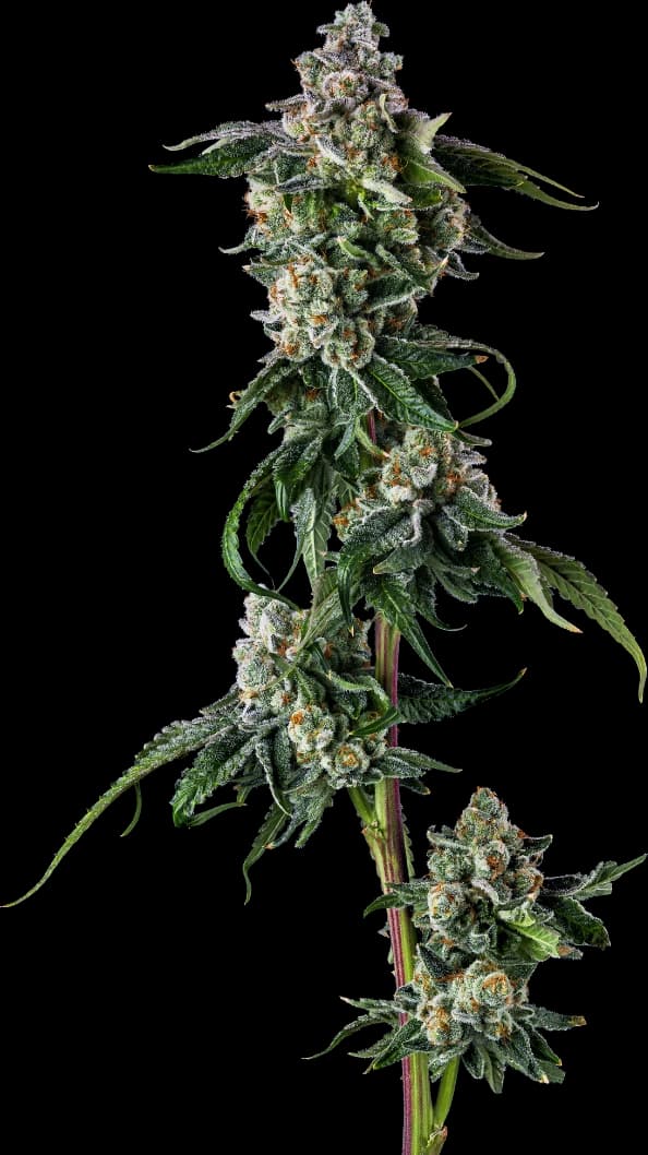 A tall, frosty cannabis flower grown by Ayr Cannabis Dispensary in Florida